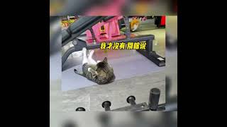 那些身怀绝技的猫咪，来看看哪个最厉害？