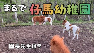 【母馬を亡くした仔馬】人間ママとの時間を選んでしまう仔馬