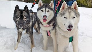 Taking Our Huskies On An Adventure in The Snow