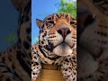 Wild Animal Snoot Boops! INCREDIBLE