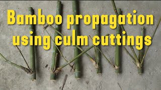 How to grow bamboo from cuttings?