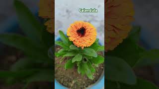 Tomar rag elo ki gelo। শীতকালের ফুল গাছ #song #garden #flowers #gardening #viralvideo #love #nature