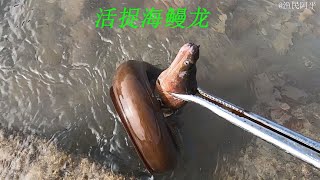 阿平赶海抓到一条海鳗龙，还遇到了昂贵的馒头蟹 #fishing #fish #seafood