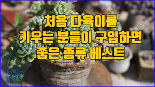 초보자 분들이 키우기 쉬운 아주 예쁘면서 생명력이 아주 강한 다육이