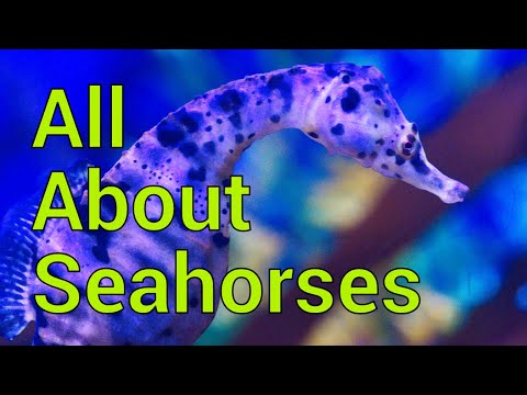What do seahorses need to survive?