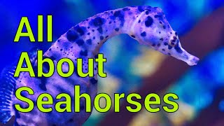 All About Seahorses - Tank setup, Feeding, Care and more!