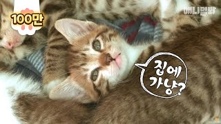 고등학교에 사는 새끼고양이 애교 패밀리 (고딩주의)