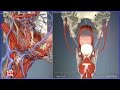 Pharynx and laryx close up | 3D Human Anatomy | Organs