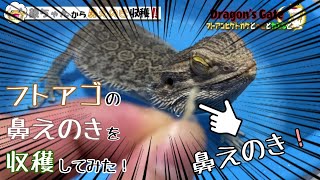 【鼻えのき】フトアゴの銀ちゃんの鼻から謎の物体が飛び出していたので取ってみたら幻のアレが取れた！【フトアゴヒゲトカゲ】