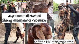 High breed goats|ഇവിടുത്തെ ആടുകളെല്ലാം വേറെ ലെവൽ |Goat farming kerala|Goat farming malayalam