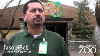 Amphibian Conservation at Philadelphia Zoo