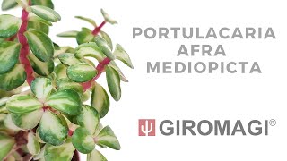 Portulacaria afra mediopicta