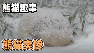 熊猫趣事，但你了解不一样的熊猫世界，国宝那些分分钟就能让奶爸奶妈“折”在网上的行为#panda #熊猫 #百科 #萌兰 #萌宠