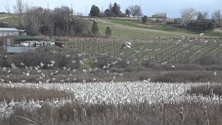 "A stunning experience," Snow geese migration is happening in Idaho