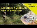 Pumpkinseed Fish in England: Chasing Scales Species Hunt  (EPISODE 2)