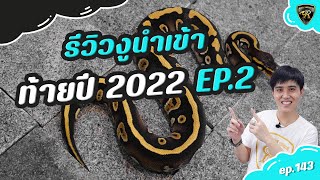 รีวิวงูบอลนำเข้าท้ายปี 2022 EP.2【 EP.143 | 4K 】#realityballpython