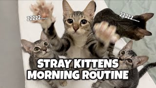 Morning Play time with 3 Kittens