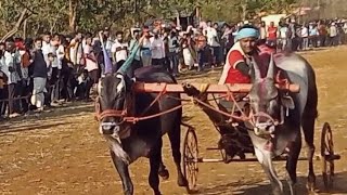 राज्यस्तरीय बैलगाडा शर्यत स्पर्धा जांभवली रेल्वे स्टेशन राजापूर २०२५