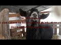 cider the buck goat explains how farmers are getting screwed