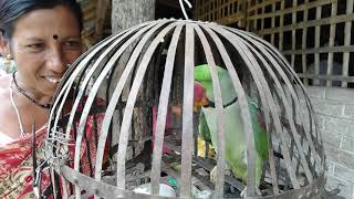 parrot speaking Nepali languages,What is your name ?? उदयपुरमा मान्छे जस्तै बाेल्ने सुगा भेटियाे ।