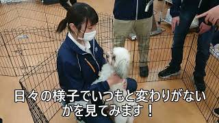 ドッグトレーニング学科2年生担当犬のお世話①