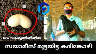 സയാമീസ് മുട്ടയിട്ട് വീട്ടുകാരെ ഞെട്ടിച്ച കരിങ്കോഴി ദേ.. ഇവിടുണ്ട്....