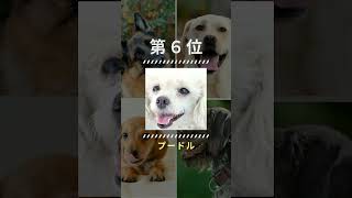 2024年 【ドイツ版】人気犬種ランキングトップ１０  #犬   #dog  #shorts