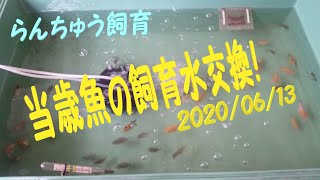 【金魚・らんちゅう】当歳魚の飼育水交換！☆20’-9