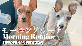 【モーニングルーティン】ミニピン&保護犬イタグレの何気ない朝