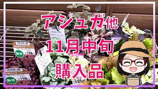 アジュガ7種類〇ウィンティー〇見切りダンシングピクシー〇なんにでも合うリシマキア〇クローバーティントワイン