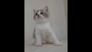 ブリティッシュショートヘアー子猫　British Shorthair　2024.10.1産まれ　ブルーパッチドタビー\u0026ホワイト　女の子　シーダキャット猫のお店