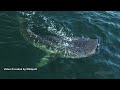 Scientists tag a whale shark for research off the coast of Destin, Florida