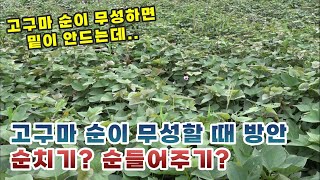 고구마 순이 무성할 때 순치기\u0026순들어주기 도움이 될까? (feat.고구마 엔텍,하이그린 사용 작황)