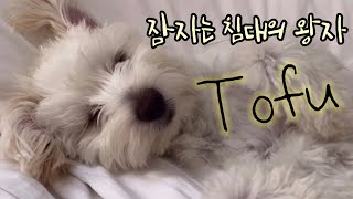 졸린 척, 귀여운 척 하는 푸피츠 강아지 #귀여움주의 | lovely sleeping dog