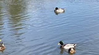 Mallard ducks are playing in the water.#quebeccanada #mallards#animals #relaxing #explorequebec