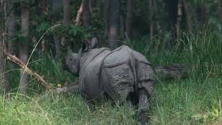 One Horned rhinoceros Spotted in bardiya national park Nepal.