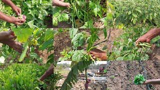 💥🍆இன்னைக்கு கீரை வாழைப்பூ ன்னு  நல்ல  அறுவடைங்க🌿 my garden vegetable harvesting video/ micro greens.