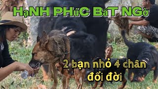 Hãy nhận nuôi những bạn nhỏ 4 chân kém may mắn ở Mái Ấm cứu hộ,cho các con cuộc đời mới thật vui