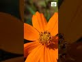 Cosmos sulphureus | Yellow Cosmos Flower #shorts