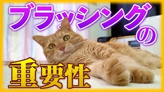 猫をブラッシングしないとヤバイ