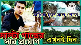 মাল্টা গাছে সার প্রয়োগ/মাল্টা গাছে অধিক ফলনের পরিচর্যা/প্রচুর ফুল পেতে সার প্রয়োগ/Malta gace sar/