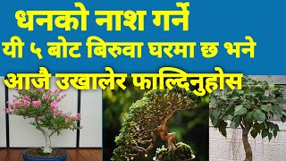 धनको नाश गर्ने यी ५ बोट बिरुवा घरमा छ भने आजै उखालेर फाल्नुस। Vastu tips