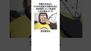 「中国で生まれたゴリラの名前が公募されると空知英秋の名前が人気を集めていた」空知英秋に関する雑学　#空知英秋  #銀魂