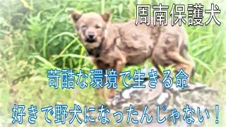 【周南保護犬】子犬の季節　野犬の実態とペットショップで命を買うということ(苦言)　*字幕が読みにくかったので文字を調整済み