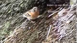 Brambling on thatched roof / Keep op rieten dak (Fringilla montifringilla)