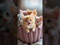 cute kitten 1 million views ❤️ 1000 subscription cute cat funny kitty kittytv meowgical