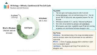 Mitosis, Cytokinesis \u0026 The Cell Cycle [IB Biology SL/HL]