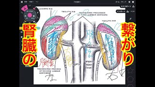 腎臓と繋がる筋肉や内臓を解説してみた