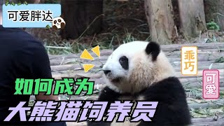 如何才能成为大熊猫饲养员？快来对照一下你符合几条！