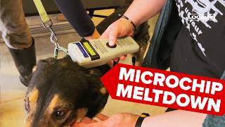 Your pet's microchip may now be useless after chip company goes out of business